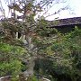 Bonzai tree Bonzai tree